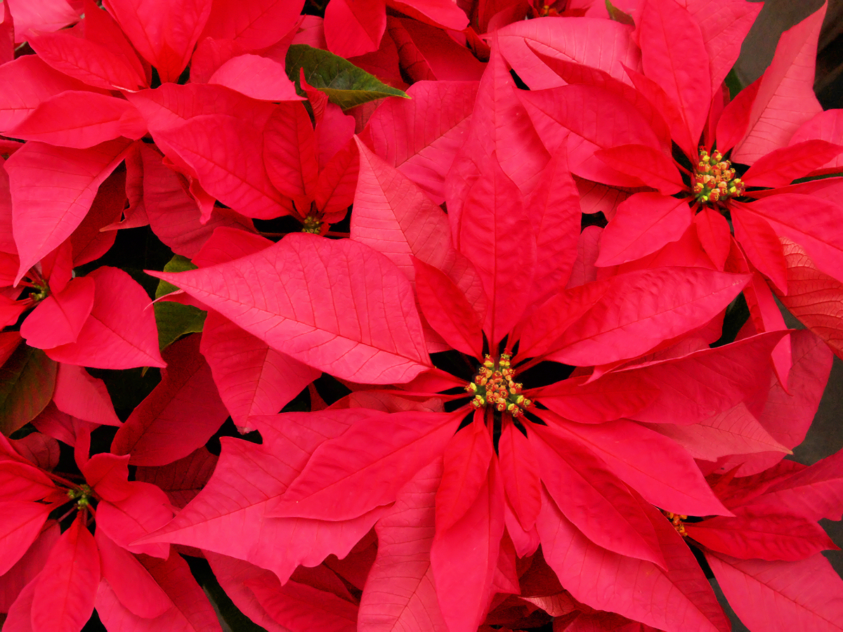 Tiffany Poinsetta Lamp